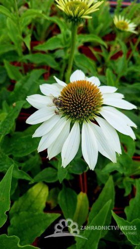 ECHINACEA BÍLÁ - ECHINACEA PRIMADONNA WHITE