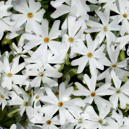 FLOX SKALKOVÝ - PHLOX SUBULATA SNOWFLAKE