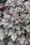 HEUCHERA WORLD CAFFE CORRETTO