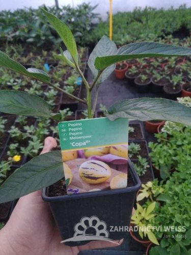PEPINO GOLD - SOLANUM MURICATUM