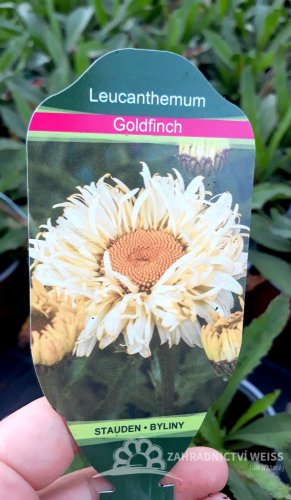 KOPRETINA - LEUCANTHEMUM "GOLDFINCH" ®