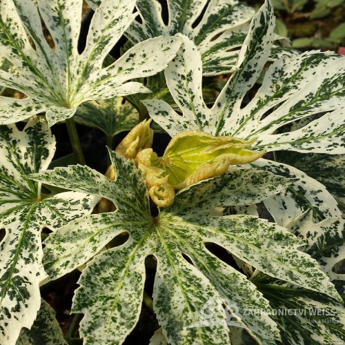 FATSIA JAPONICA SPIDER´S WEB