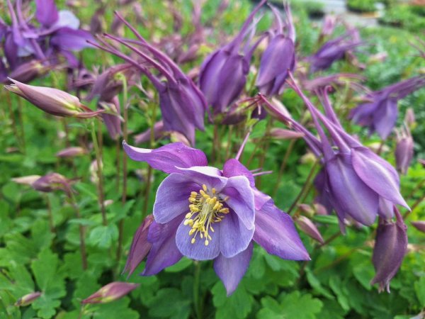 ORLÍČEK – AQUILEGIA CAERULEA EARLIBIRD PURPLE BLUE