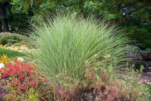 OZDOBNICE ČÍNSKÁ – MISCANTHUS SINENSIS MORNING LIGHT