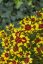 KRASNOOČKO - COREOPSIS VERTICILLATA FIREFLY