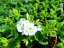 PHLOX PANICULATA FLAME PRO WHITE ®