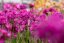 SMOLNIČKA - SILENE VISCARIAL - LYCHNIS CHERRY BUBBLES