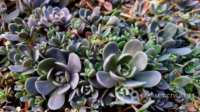OROSTACHYS CHINESE HAT