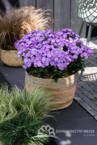 PHLOX PANICULATA  FLASTSCREEN LILAC