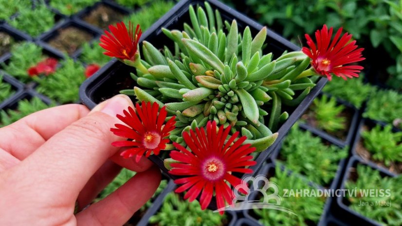 DELOSPERMA HYBRIDA SUNDELLA FLAME