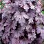 HEUCHERELLA HYB. PLUM CASCADE