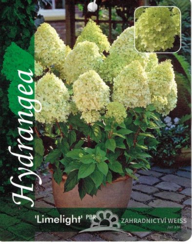 HORTEZIE LATNATÁ - HYDRANGEA PAN. "LIMELIGHT"
