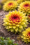 NETŘESK – SEMPERVIVUM GOLD RUSH