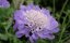 HLAVÁČ - SCABIOSA MARIPOSA BLUE