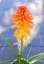 KLEOPATŘINA JEHLA - KNIPHOFIA "POCO ORANGE"