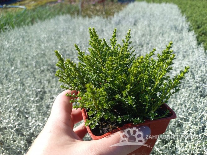 HEBE OLE – OCHRACEA STIRLING