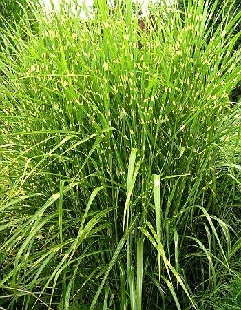 OZDOBICE ČÍNSKÁ - MISCANTHUS SIN. ZEBRINUS
