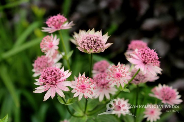 ASTRANTIA MAJOR ROMA – JARMARKA VĚTŠÍ