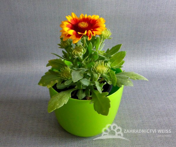 KOKARDA- GAILLARDIA GRANDIFLORA