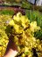 HEUCHERA - ELECTRA