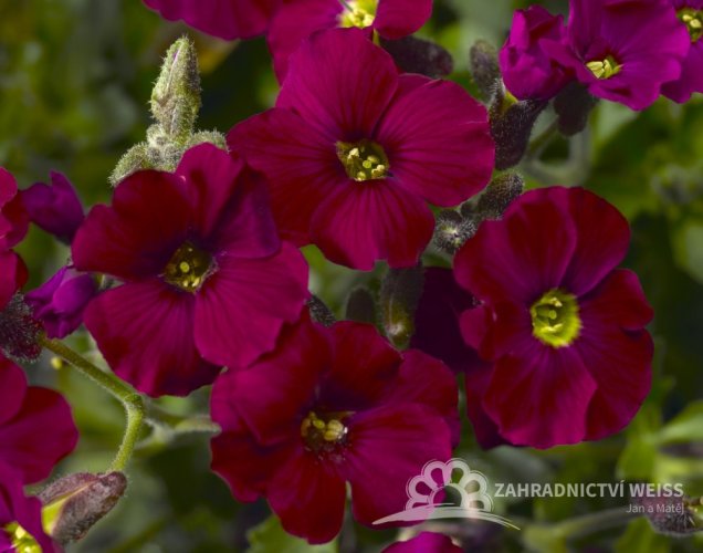 TAŘIČKA - AUBRIETA AXCENT BURGUNDY