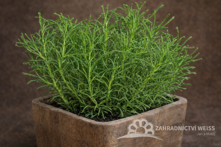 OLIVOVÁ BYLINKA - SANTOLINA VIRIDIS