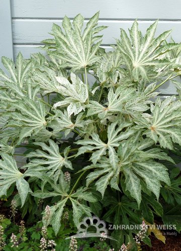FATSIA JAPONICA SPIDER´S WEB