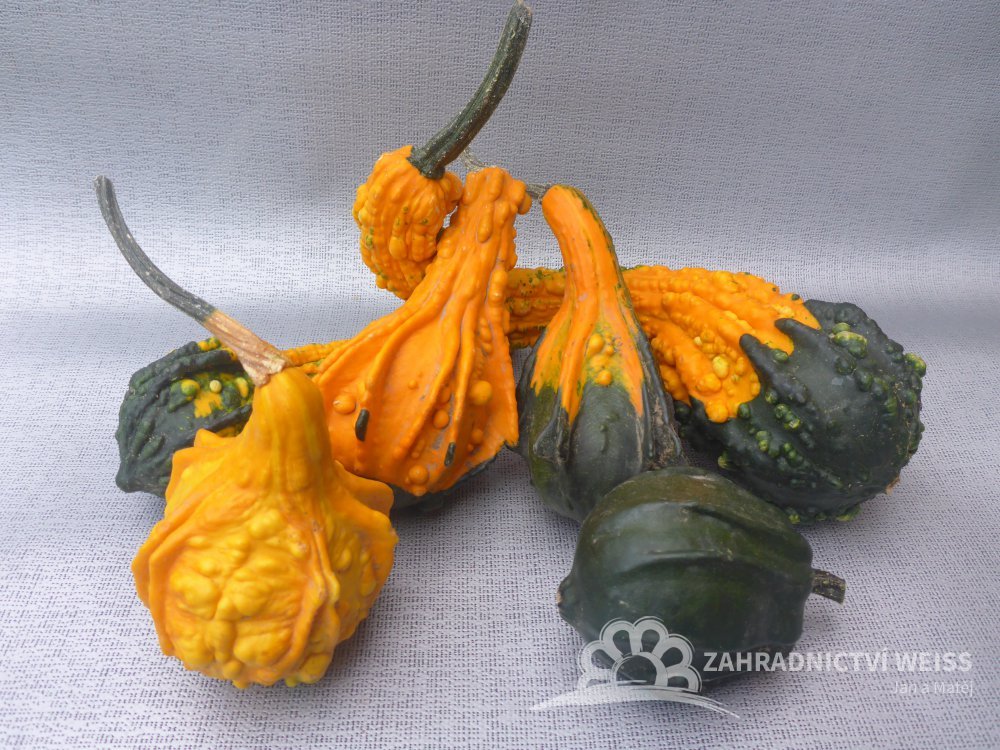 Okrasne Dyne Prodej (okrasných dýní, Cucurbita pepo, domov zahradu, dýně hladkou, dýní prodej) Okrasne Dyne Prodej