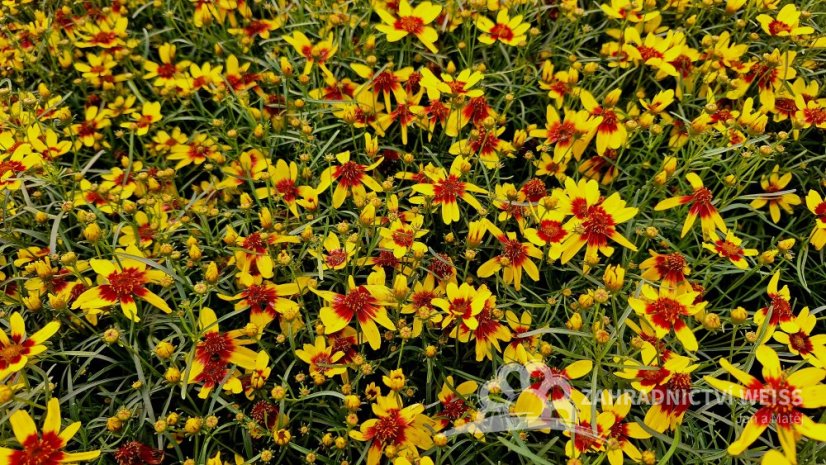 KRASNOOČKO - COREOPSIS VERTICILLATA FIREFLY