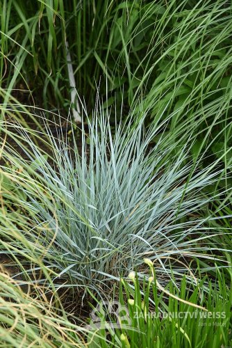 PŠENIČNÍK MODRÝ  - ELYMUS MAGELLANICUS