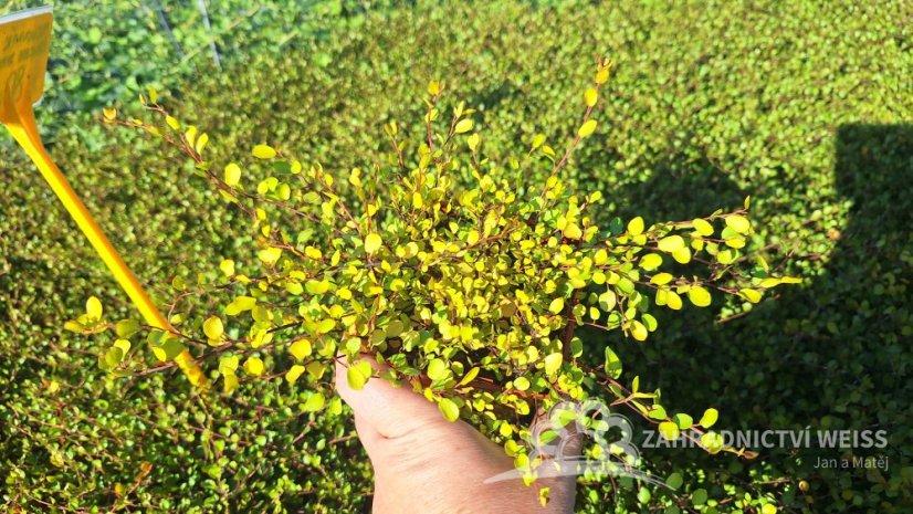 MUHLENBECKIA GOLDEN GIRL - MUHLENBECKIE ŽLUTÁ