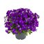 TAŘIČKA - AUBRIETA AXCENT DEEP PURPLE
