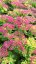 SEDUM SPECTABILE HOT STUFF