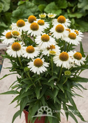ECHINACEA MEDITATION WHITE