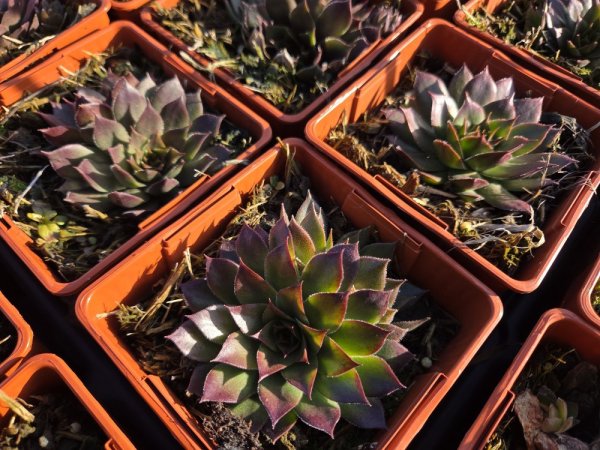 NETŘESK - SEMPERVIVUM TECTORUM