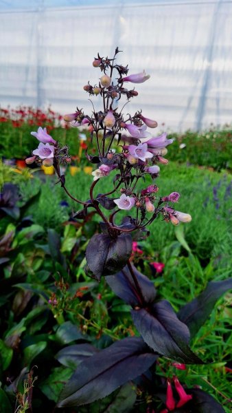 DRAČÍK - PENSTEMON DARK TOWERS