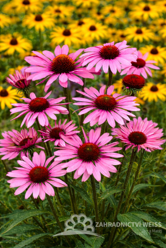 ECHINACEA PURPUREA MAGNUS - TŘAPATKA NACHOVÁ RŮŽOVÁ