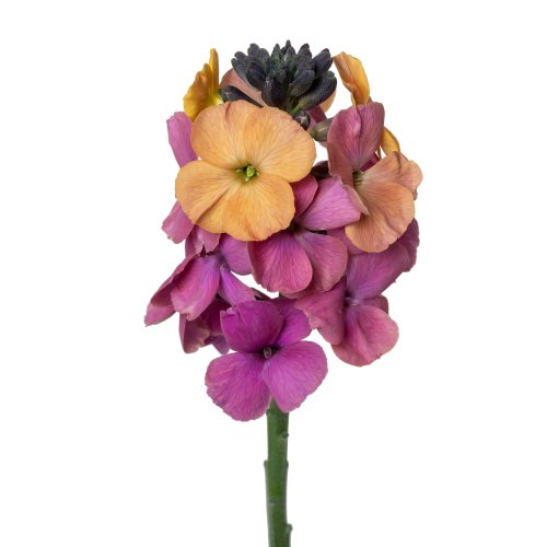 ERYSIMUM ERYSISTIBLE SUNSET