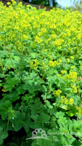 KONTRYHEL RUDONOHÝ - ALCHEMILLA ERYTHROPODA ALMA