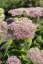 ROZCHODNÍK NÁDHERNÝ - SEDUM SPECTABILE BRILLIANT
