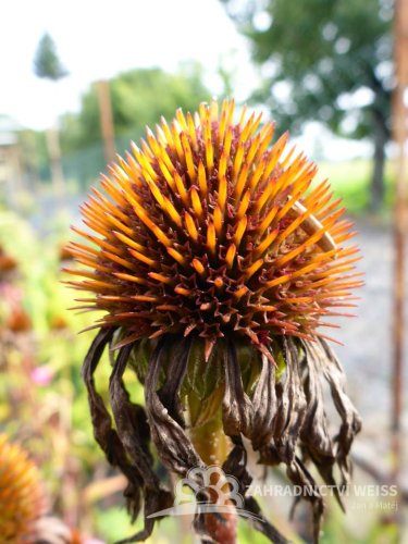 TŘAPATKA NACHOVÁ -  ECHINACEA RŮŽOVÁ