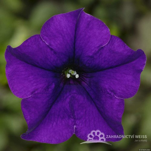 SURFINIA BLUE - MODRÁ