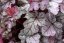 HEUCHERA REX SILVER