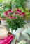 ECHINACEA PURPUREA DELICIOUS CANDY  ®