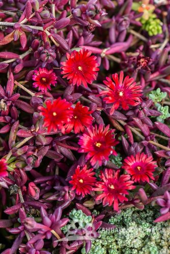 DELOSPERMA HYB. DESERT DANCER RED
