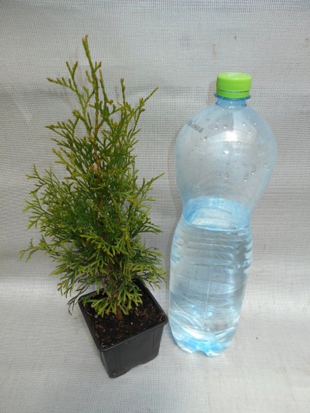 THUJE -  THUJA  OCCIDENTALIS SMARAGD