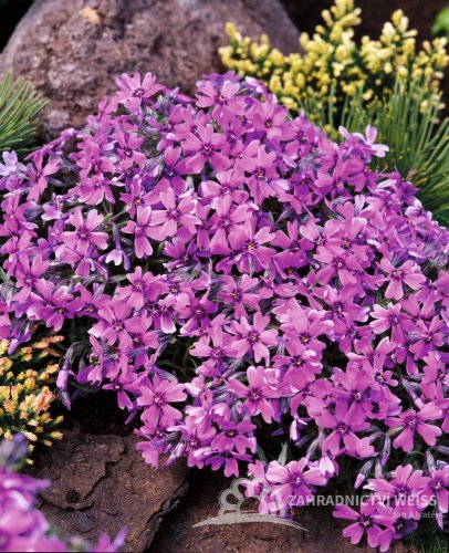 PHLOX SUBULATA SAMSON
