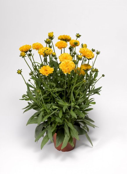 COREOPSIS - KRÁSNOOČKO 'CASTELLO POMPON'