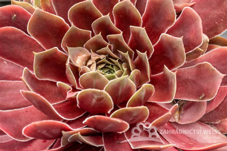 NETŘESK – SEMPERVIVUM BIG SAM RUBY STAR