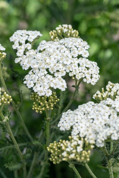 ACHILLEA MILLEFOLIUM SCHNEETALER